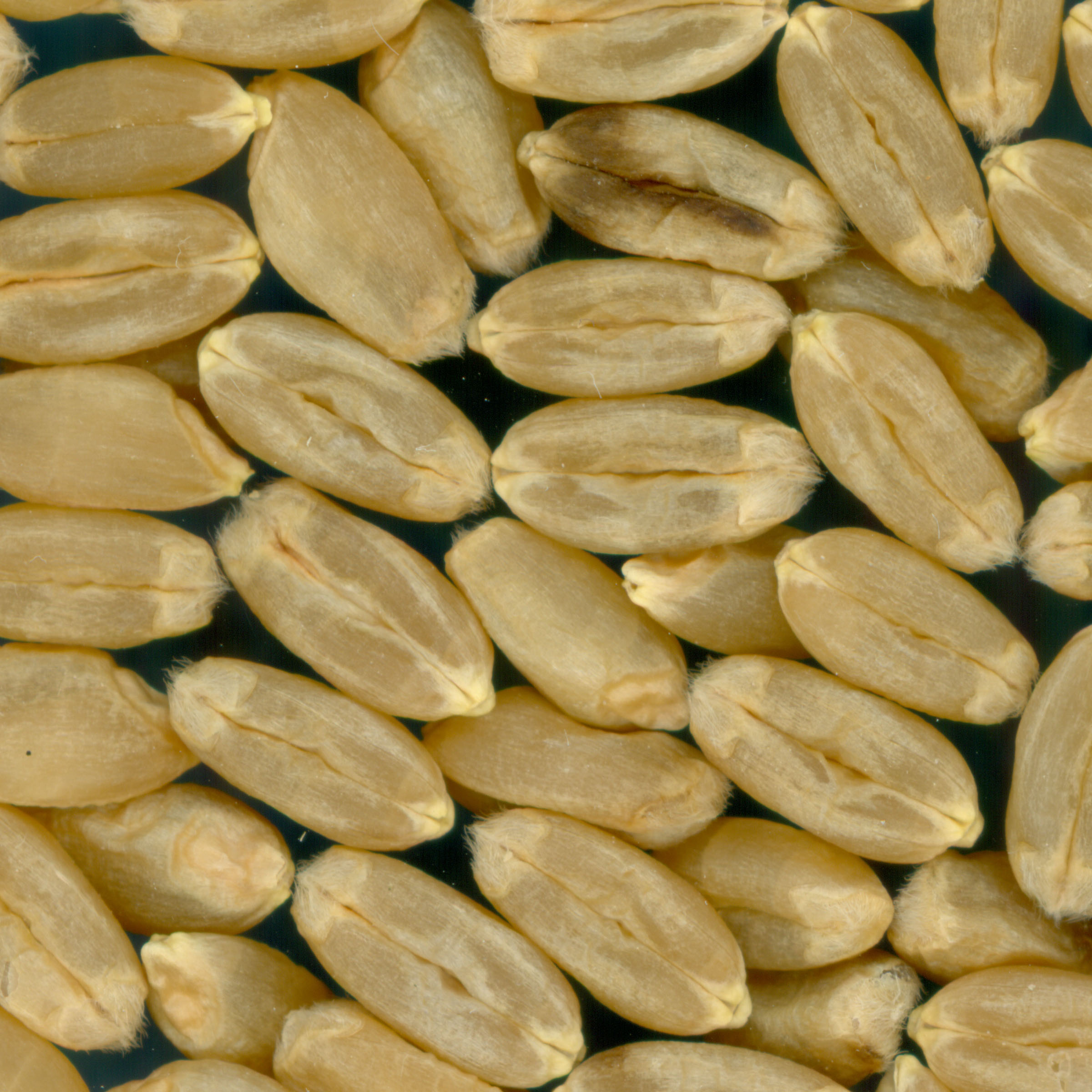 KERNELS